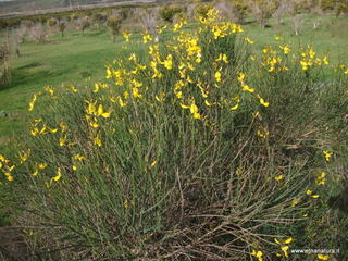 lle del Simeto-24-02-2013 10-02-11